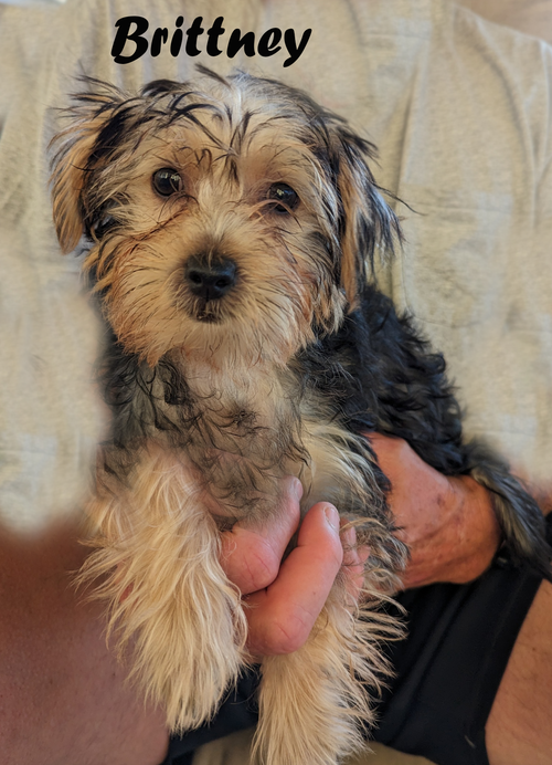 Yorkie mix puppies for 2024 adoption