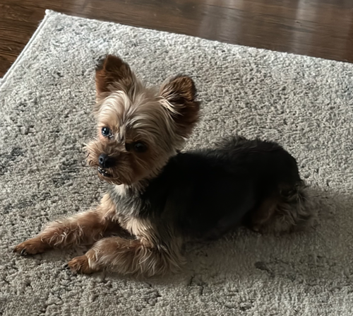 Medium yorkie hot sale