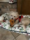 adoptable Dog in spring, TX named Falkor