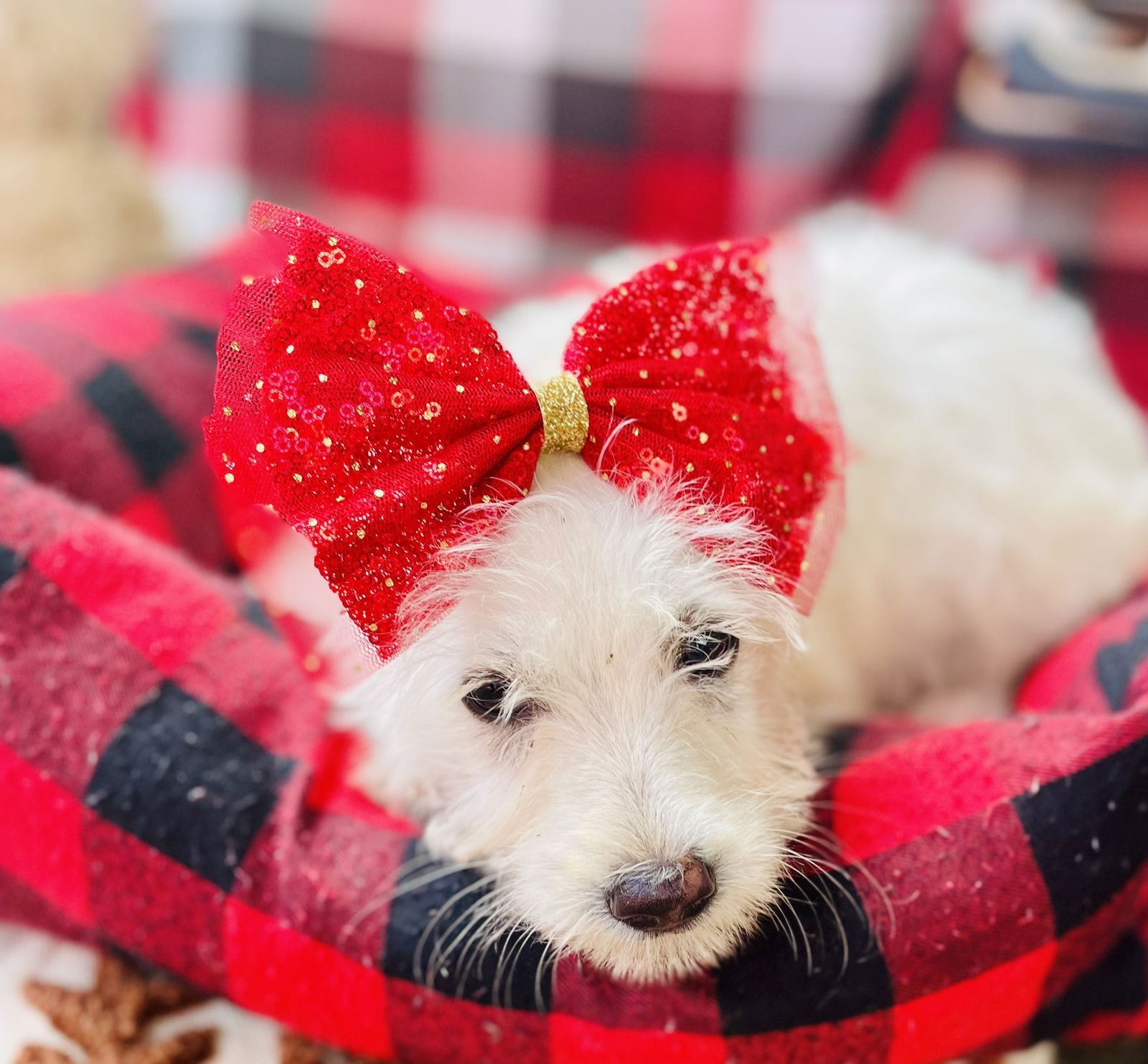 Dog for Adoption - Autumn, a Maltese in Sugar Land, TX | Alpha Paw