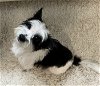 adoptable Dog in spring, TX named Sparkle