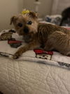 Bella(9)