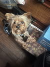 Snickers