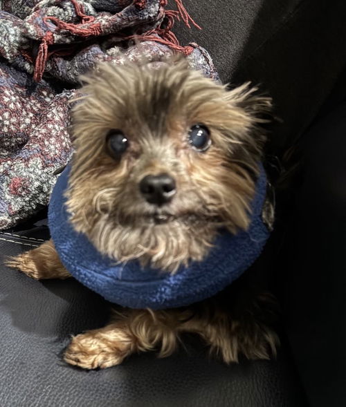 Bonita