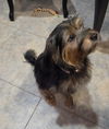 Annie
