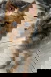 Allie