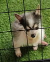 Georgie