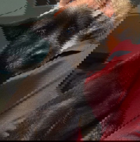 animal-image