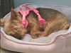 Sadie(4)