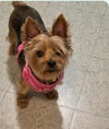 Sadie(4)