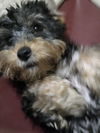 Oliver