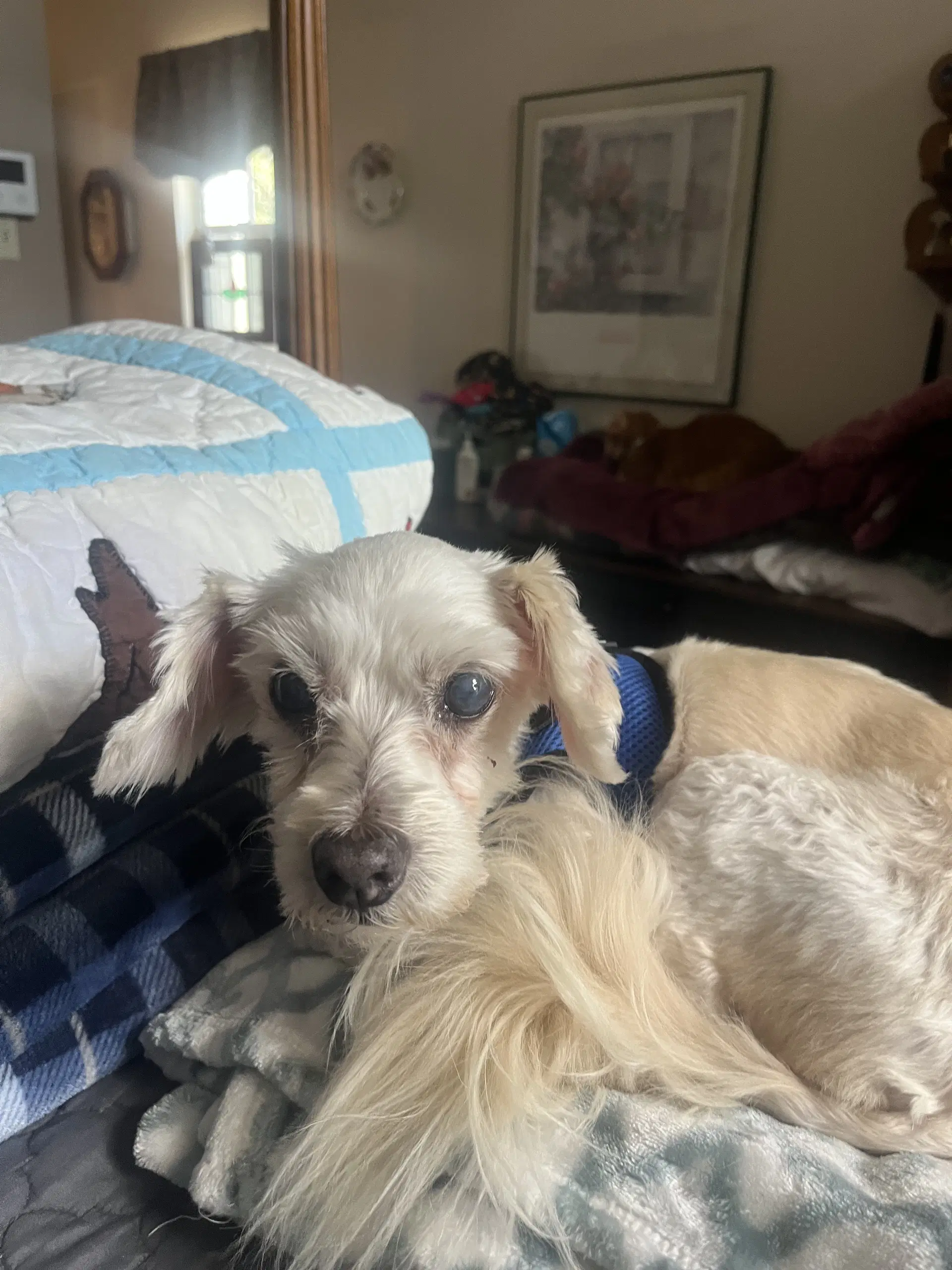 Ava - Poodle (Miniature)