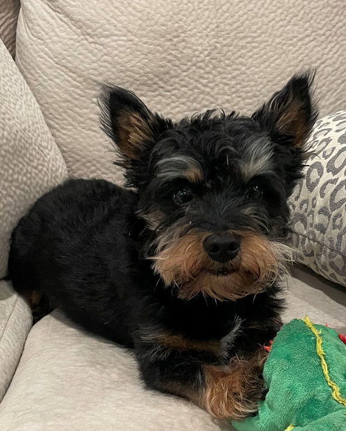 Teddy