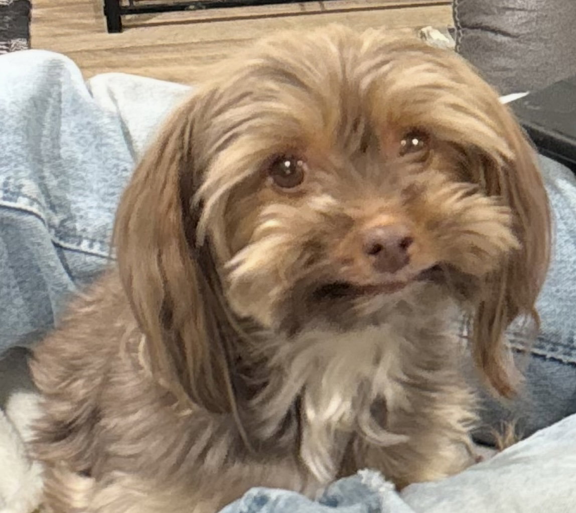 Diva
