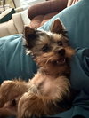 Loki3
