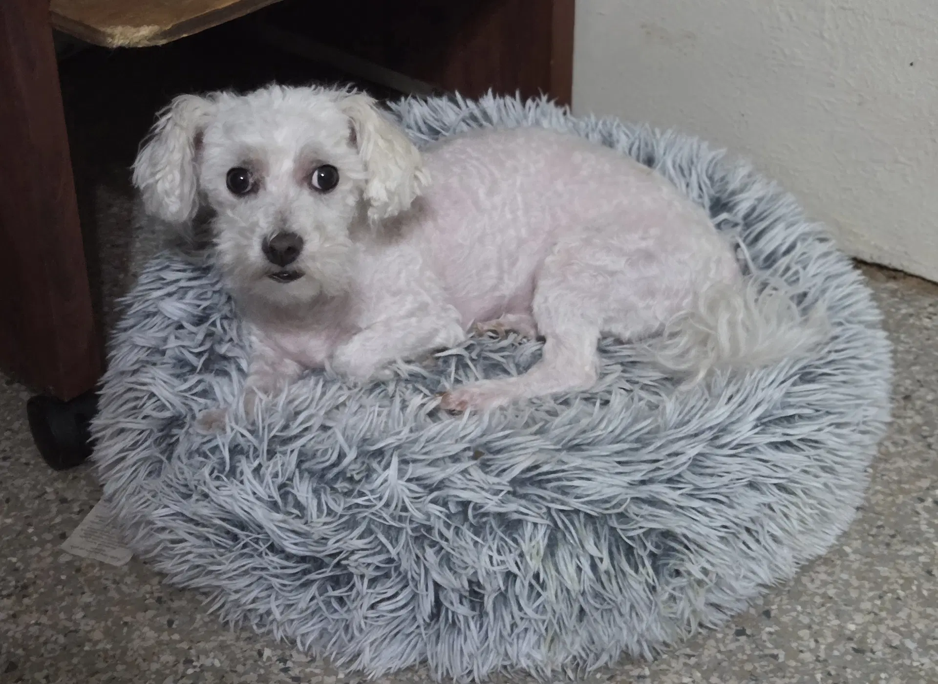 Wrigley - Bichon Frise
