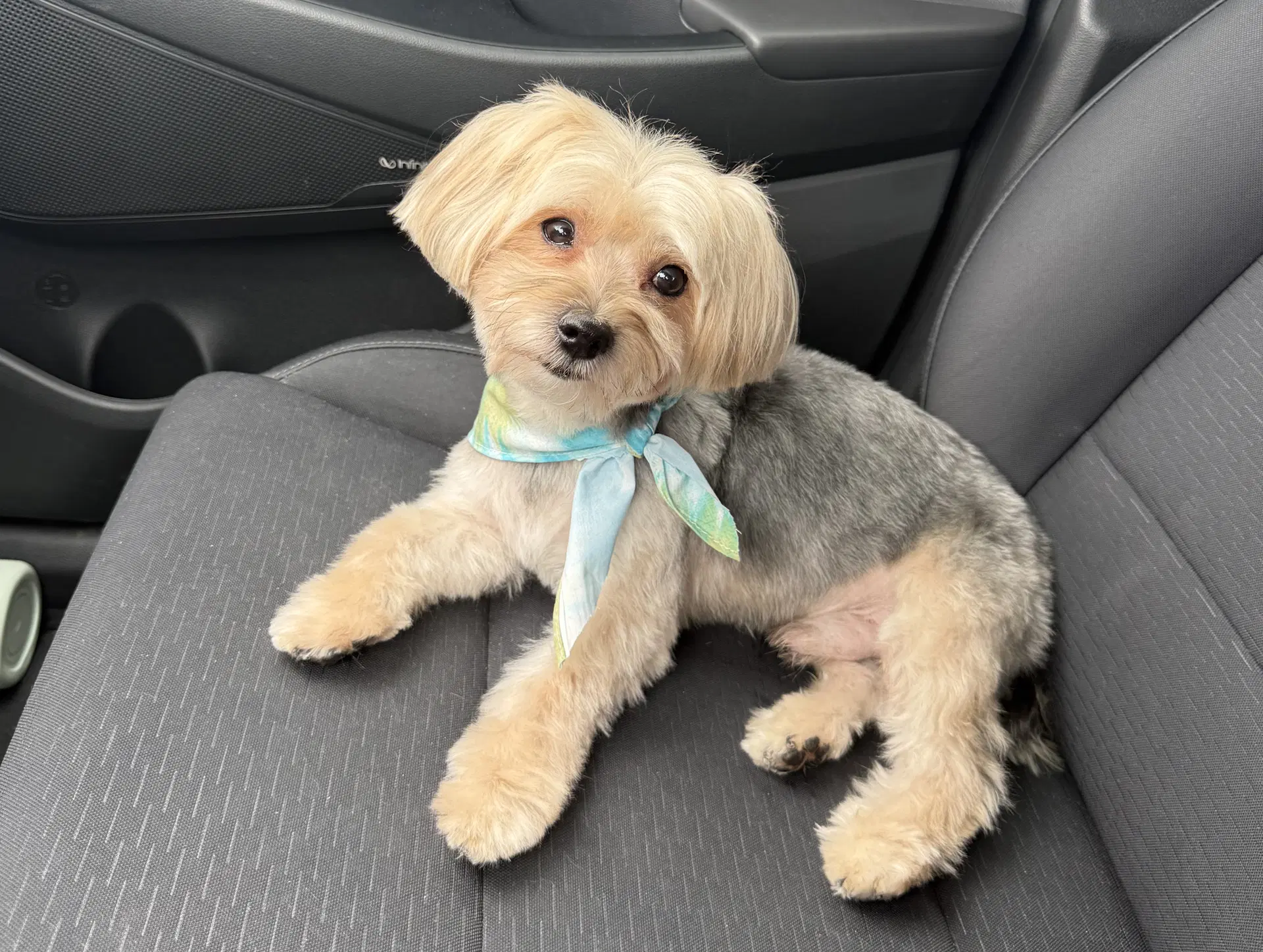 Birkin - Yorkshire Terrier Yorkie