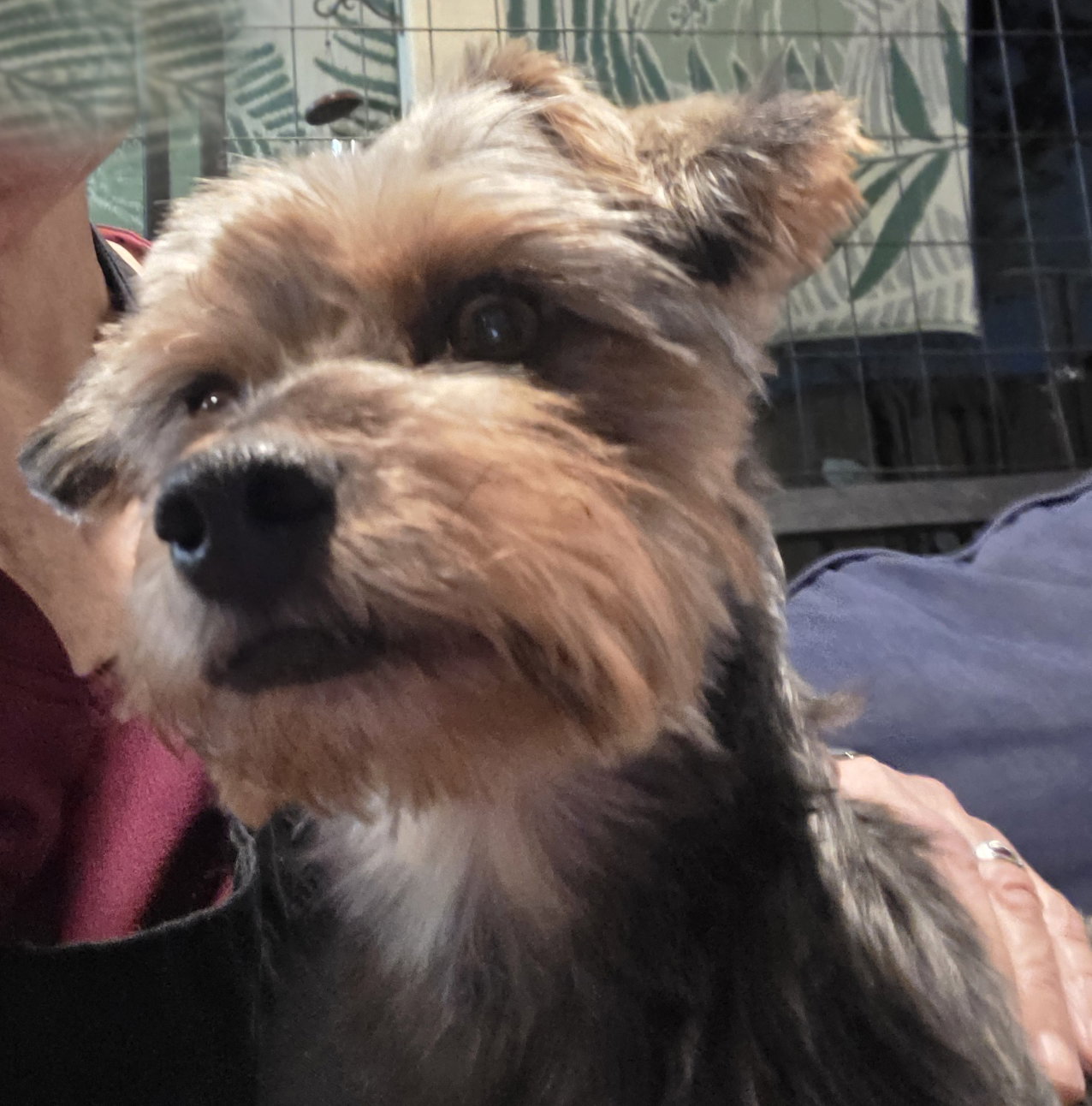Benji