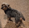 Benji