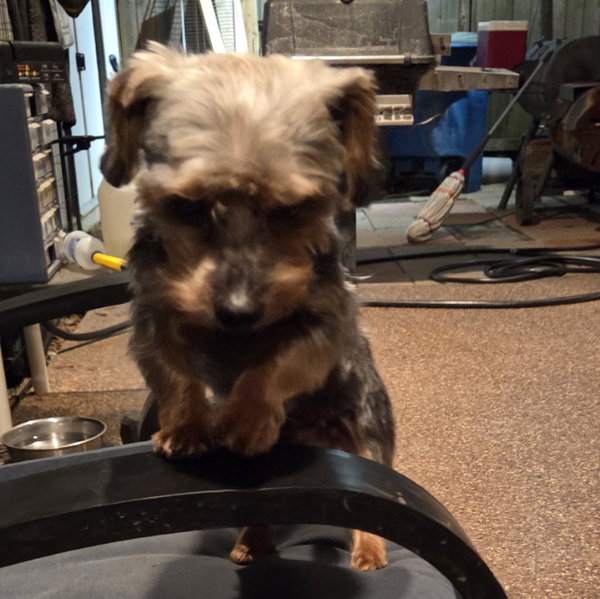 Benji