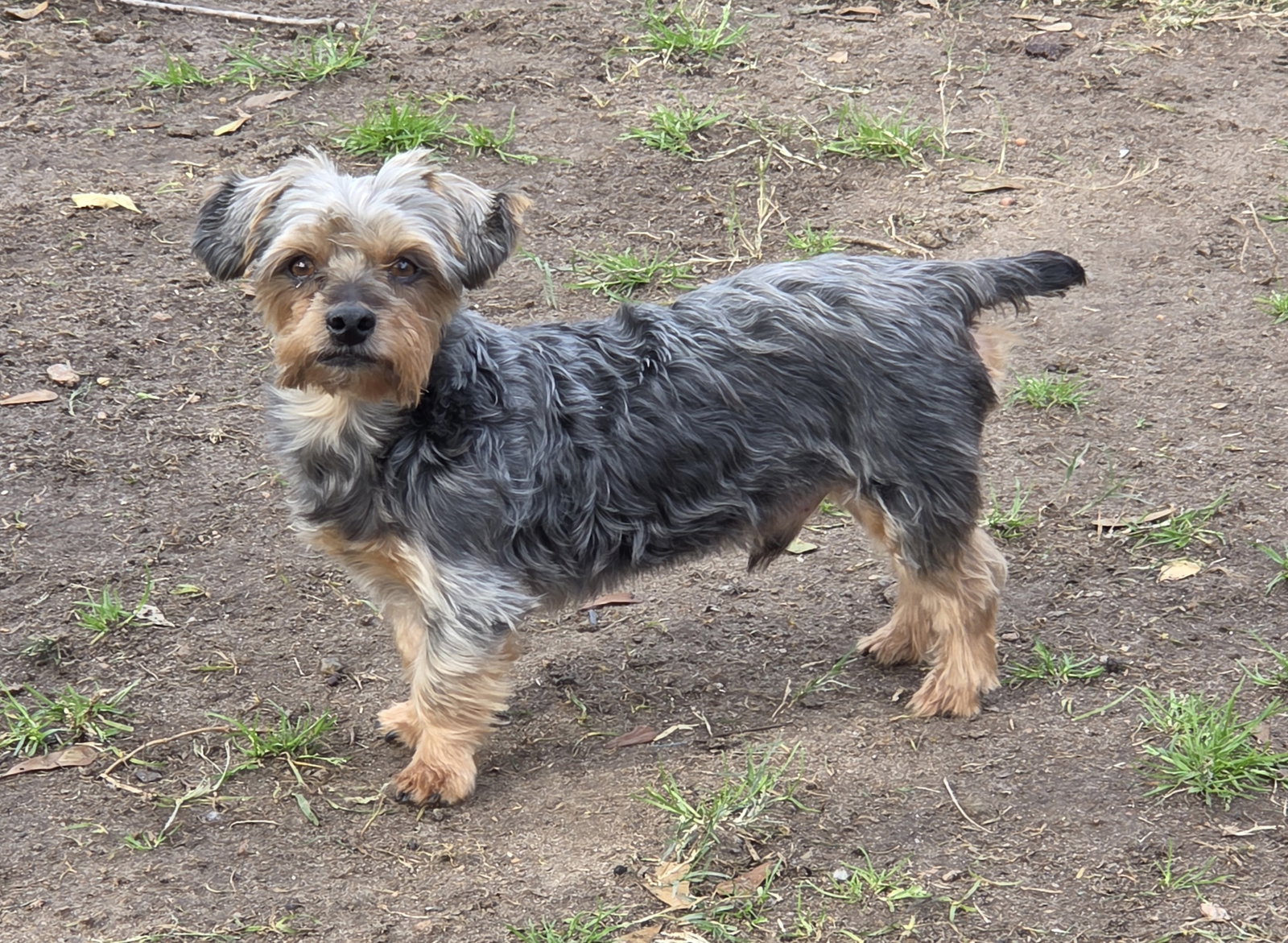 Benji