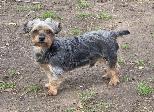 Benji