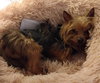 Chico
