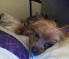 Chico