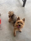 Gidget