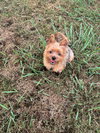 Gidget