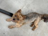 Gidget