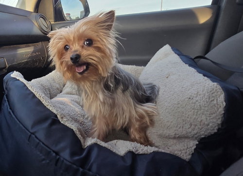 Swayzi, an adoptable Yorkshire Terrier Yorkie in Spring, TX