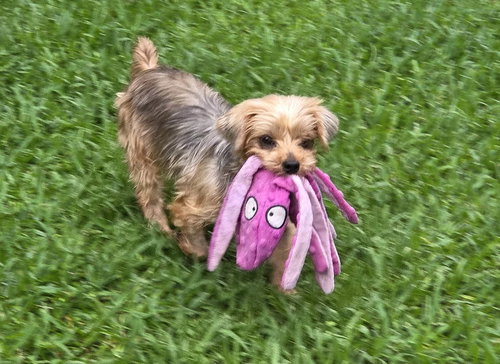 Peaches, an adoptable Yorkshire Terrier Yorkie in Spring, TX