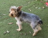 Poppy