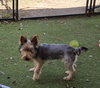 Poppy