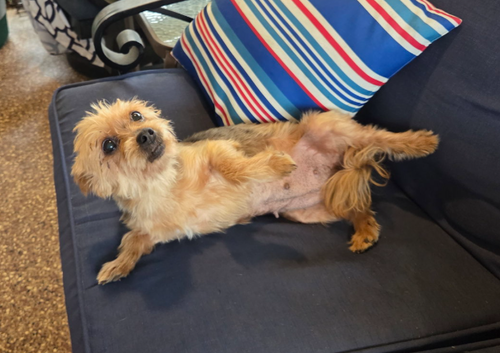Bella, an adoptable Yorkshire Terrier Yorkie in Spring, TX
