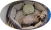Spike