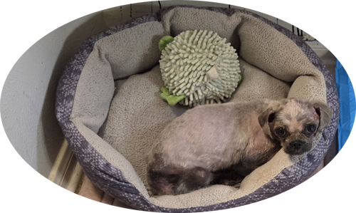 Spike photo 2