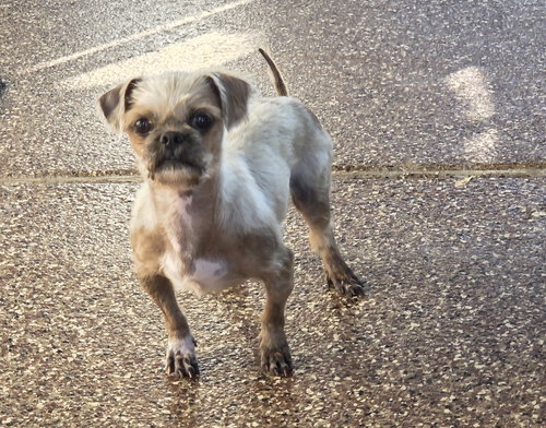 Spike, an adoptable Yorkshire Terrier Yorkie in Spring, TX