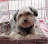 Baxter