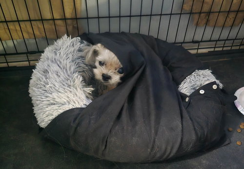Cassie, an adoptable Yorkshire Terrier Yorkie in Spring, TX