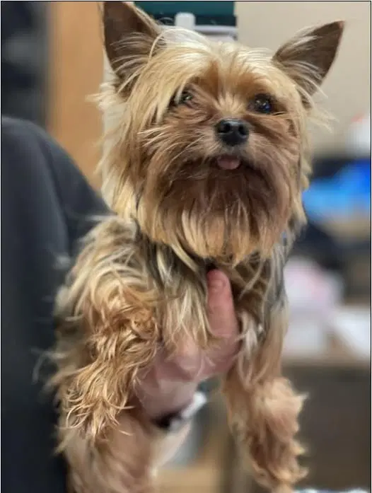 Petey - Yorkshire Terrier Yorkie