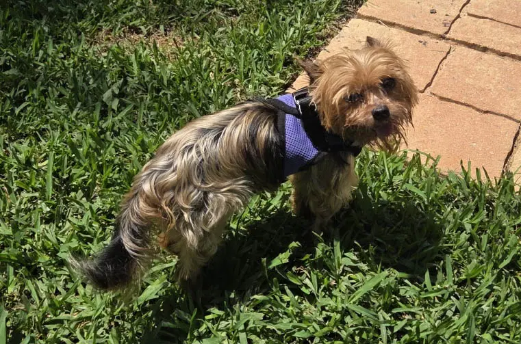 Petey image 2