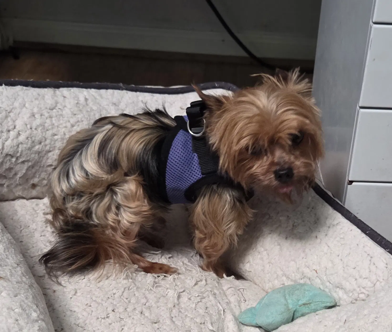 Petey image 3