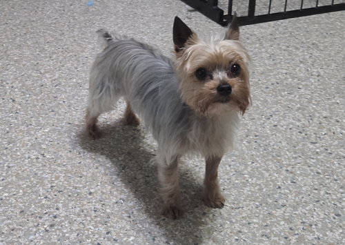 Max(10), an adoptable Yorkshire Terrier Yorkie in Spring, TX