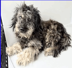 Tilly, an adoptable Schnauzer in Spring, TX