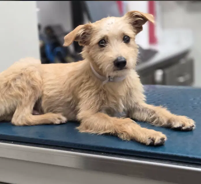 Milo - Border Terrier