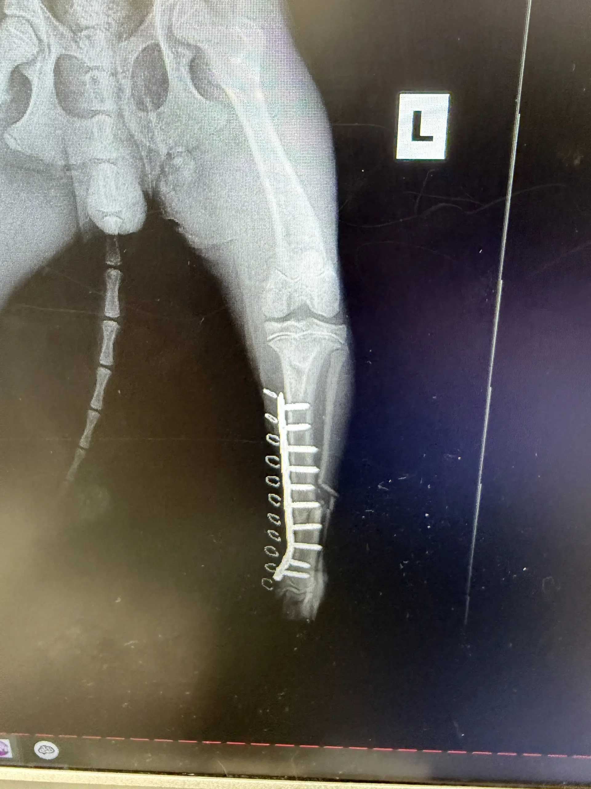 Milo image 3