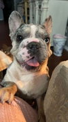 Mable