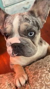 Mable